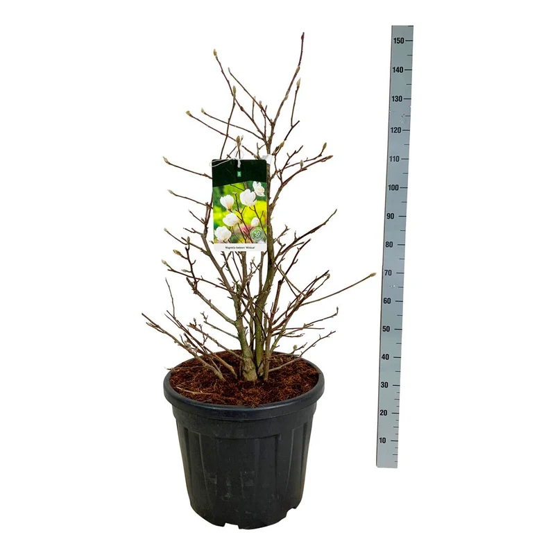 Magnolia loebneri 'Wildcat' C55 (55 liters kruka) 100-125 cm EXTRA