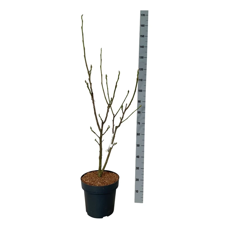 Magnolia 'Cameo' ® C15 (15 liters kruka) 80-100 cm