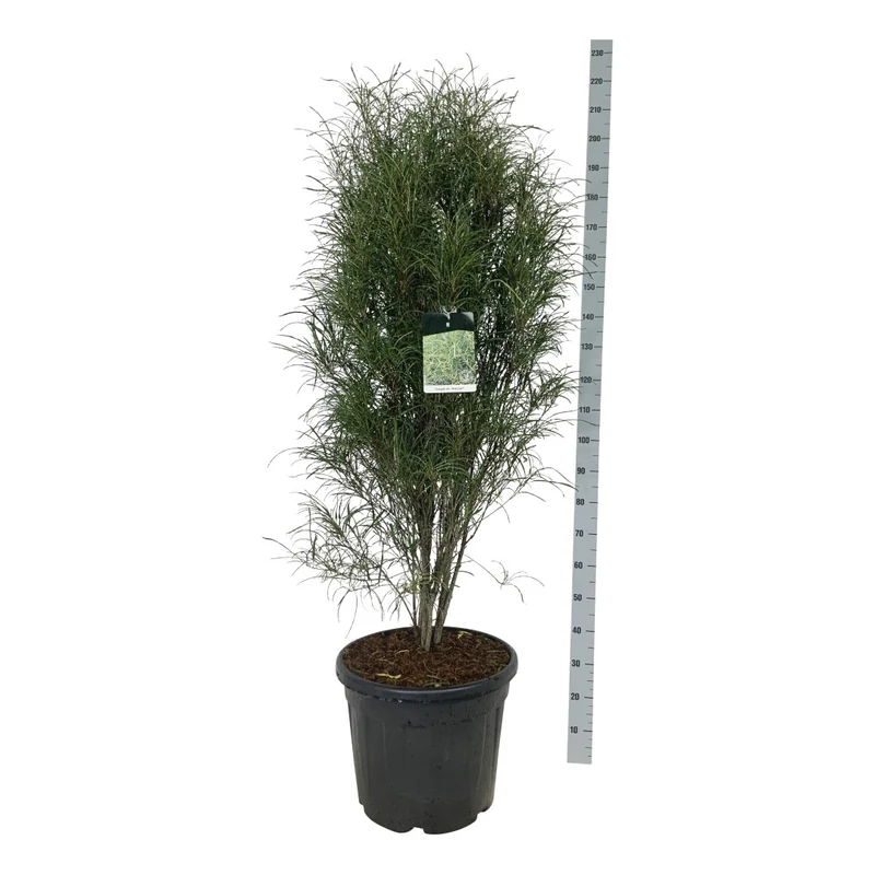 Frangula alnus 'Fine Line' C55 (55 liters kruka) 125-150 cm