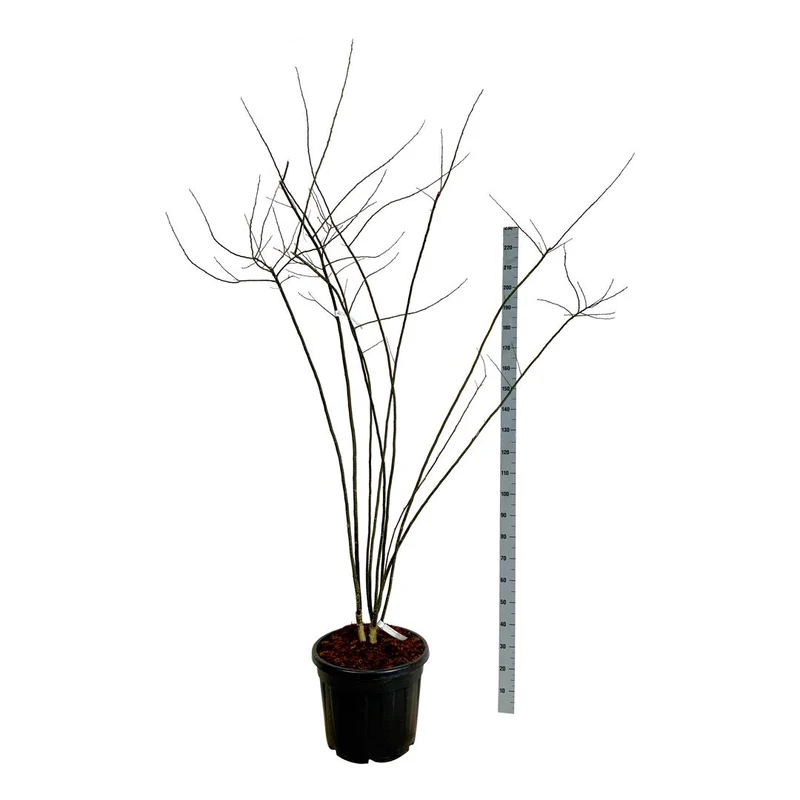 Styphnolobium japonicum 200-225 cm, C55 (55 liters kruka)