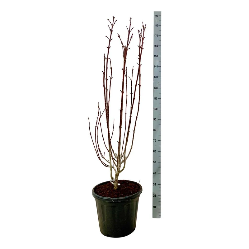 Staphylea colchica C30 (30 liters kruka) 125-150 cm EXTRA