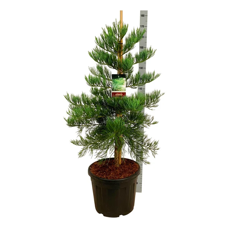Sequoiadendron gig. 'Healthy Mammoth Three' PBR C55 (55 liters kruka) 100-125 cm EXTRA