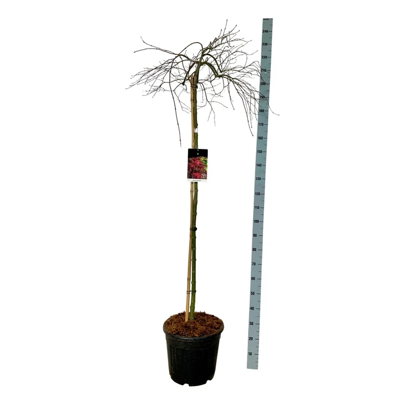 Acer palmatum 'Orangeola' - Stam 160 cm - C30 (30 liters kruka)