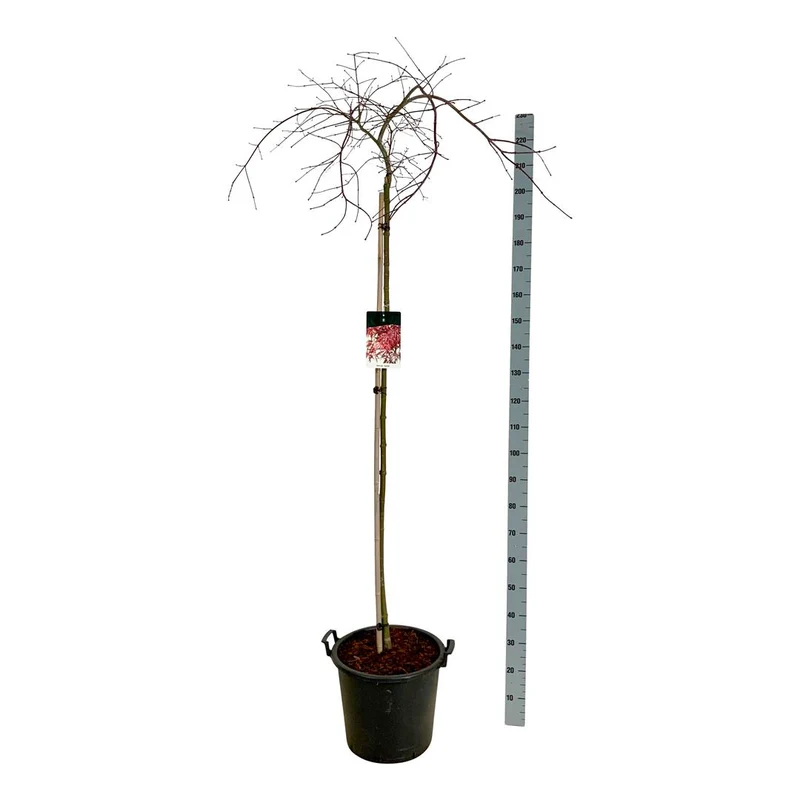 Acer palmatum 'Garnet' 160 cm stam C30 (30 liters kruka)