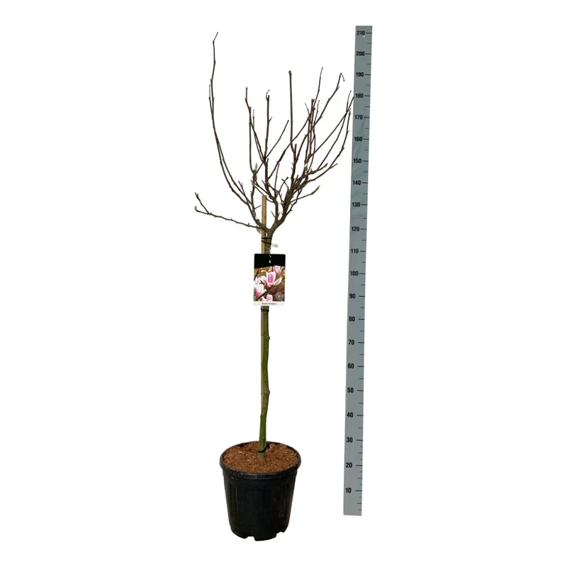 Magnolia soulangeana 90 cm stam C15 (15 liters kruka)