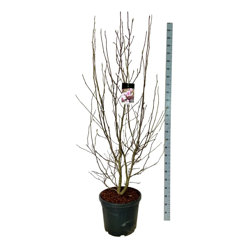 Magnolia soulangeana C55 (55 liters kruka) 200-225 cm EXTRA