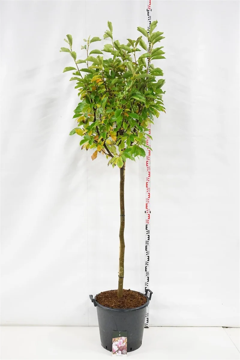 Magnolia soulangeana 120 cm stam C55 (55 liters kruka) Extra