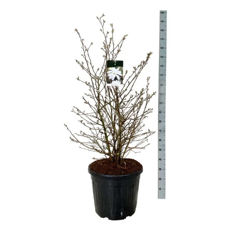 Magnolia stellata C55 (55 liters kruka) 100-125 cm EXTRA