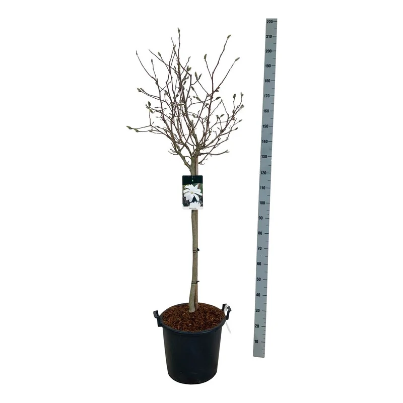 Magnolia stellata 80 cm stam, C30 (30 liters kruka)