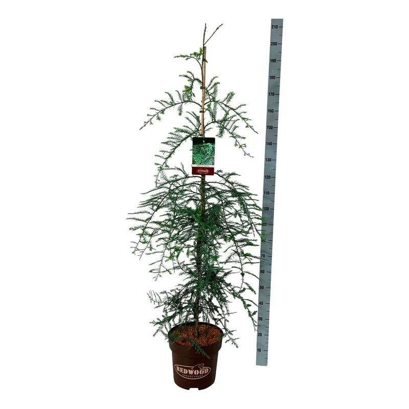 Sequoia sempervirens 'Winter Blue' C15 (15 liters kruka) 125-150 cm