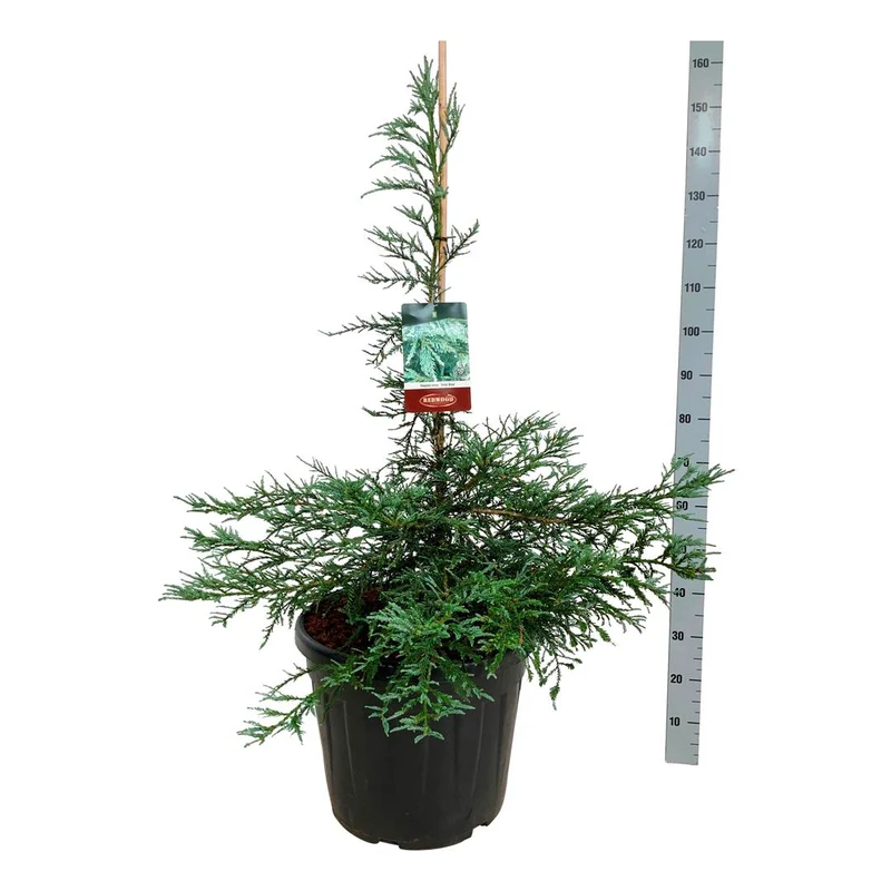 Sequoia semp. 'Steel Blue' C55 (55 liters kruka) 150-175 cm Extra