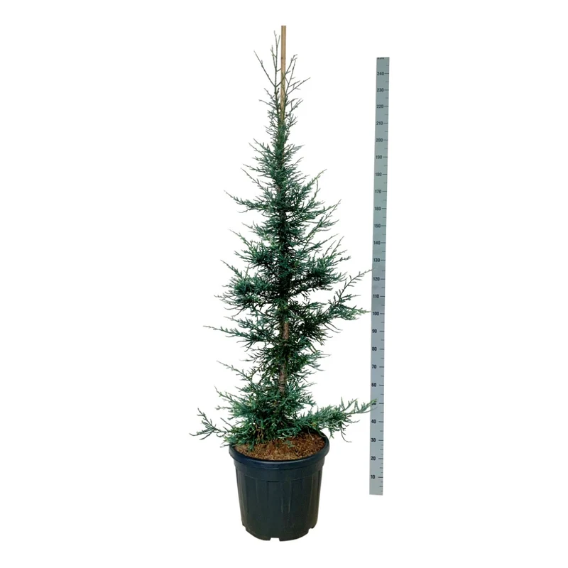Sequoia semp. 'Lightning' C55 (55 liters kruka) 150-175 cm