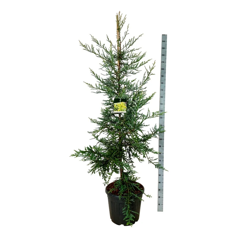 Sequoia sempervirens 'Adpressa' C55 (55 liters kruka) 175-200 cm EXTRA