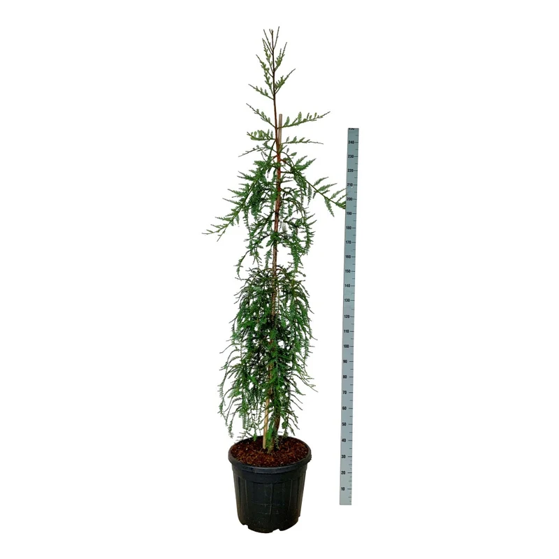 Sequoia s. 'Mt. Loma Prieta Spike' C55 (55 liters kruka) 200-225 cm EXTRA