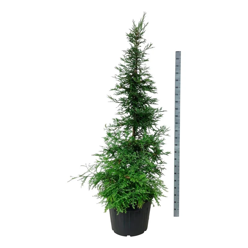 Sequoia s. 'Illa Martin' C90 (90 liters kruka) 200-225 cm Extra