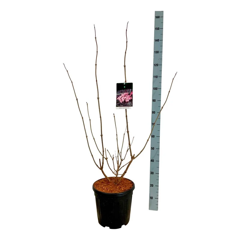 Sambucus nigra 'Black Lace' C15 (15 liters kruka) 80-100 cm