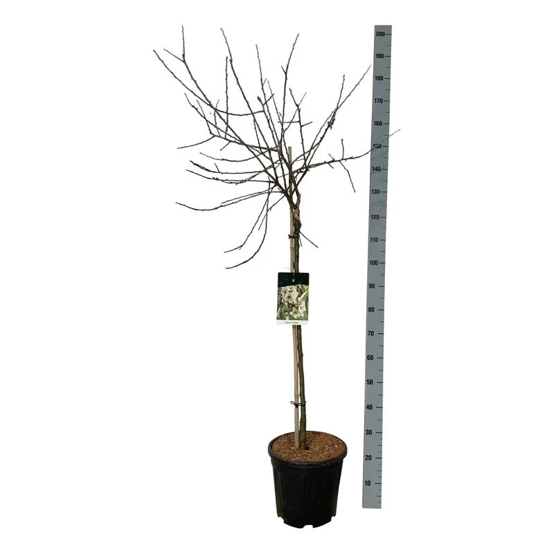 Pyrus salicifolia 'Pendula' 90 cm stam C15 (15 liters kruka)