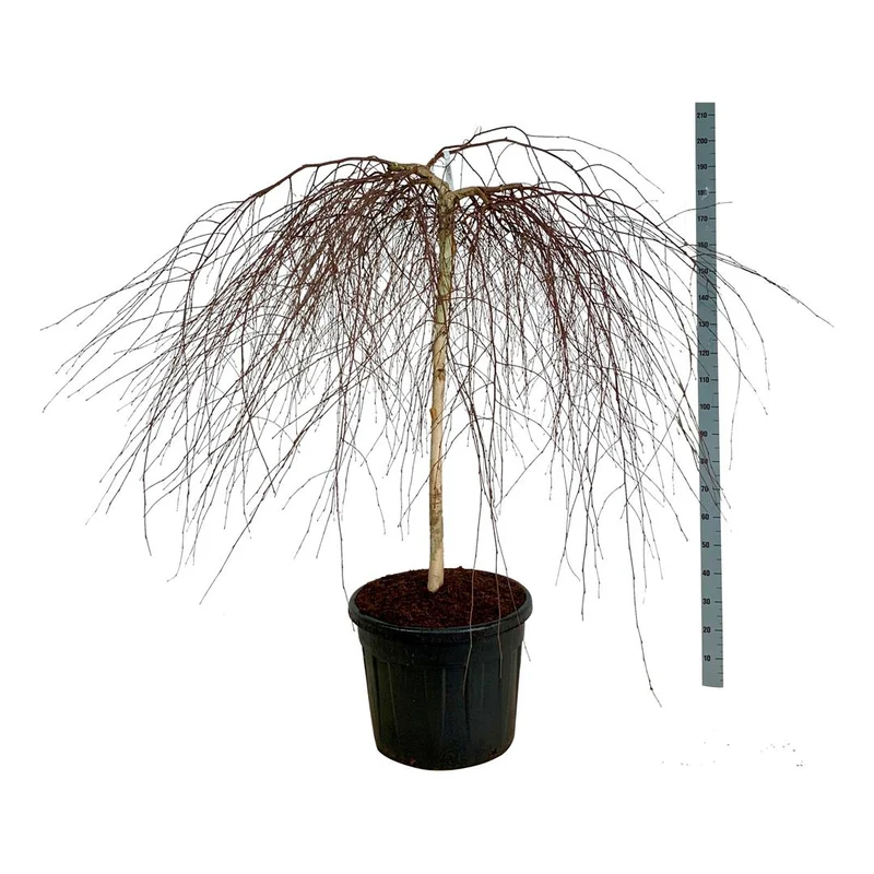 Betula p. 'Youngii' 120 cm stam C90 (90 liters kruka) Extra