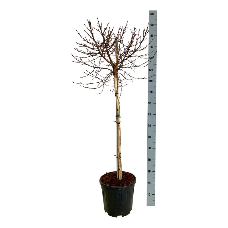 Betula p. 'Magical Globe' 90 cm stam, C15 (15 liters kruka)