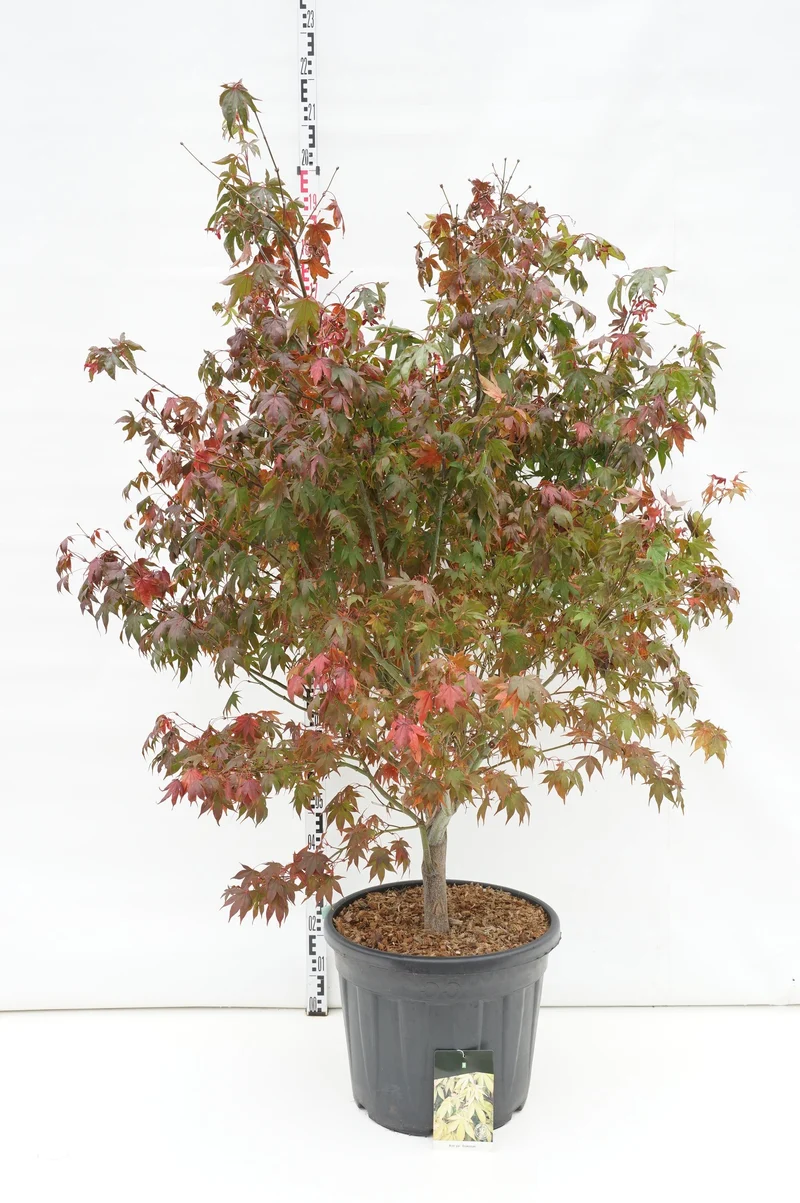 Acer palmatum 'Osakazuki' 125-150 cm C55 (55 liters kruka)