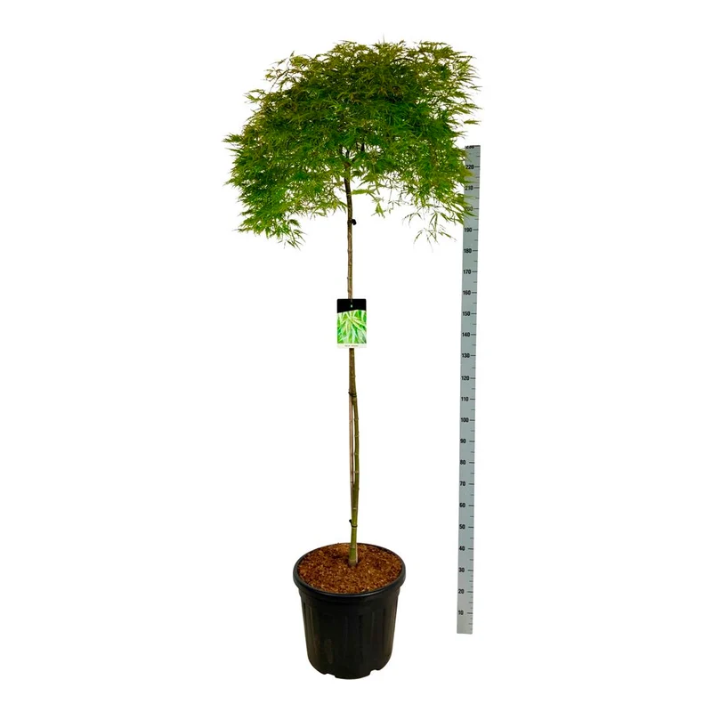 Acer palmatum 'Dissectum' 160 cm stam C30 (30 liters kruka)