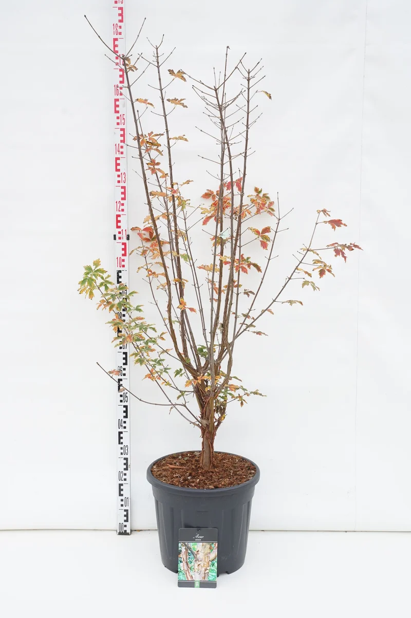 Acer palmatum 'Dissectum' C30 (30 liters kruka) 80-100 cm Extra