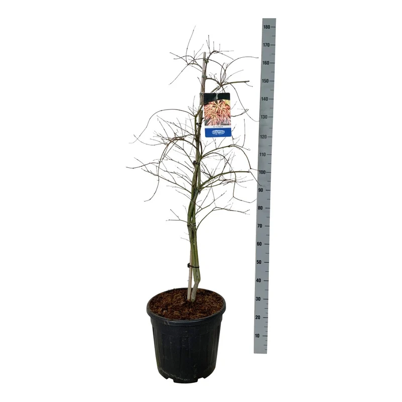 Acer 'Ice Dragon'® (Jack Frost) 150-175 cm C30 (30 liters kruka)
