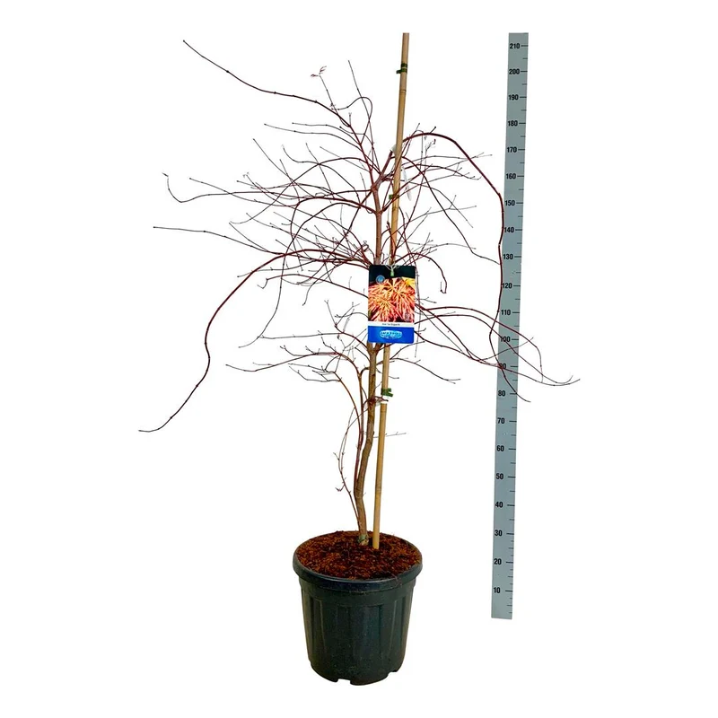 Acer 'Ice Dragon'® (Jack Frost) C30 (30 liters kruka) 125-150 cm extra