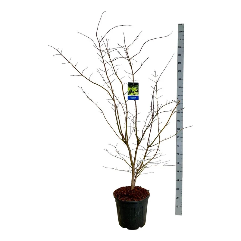 Acer 'Arctic Jade'® (Jack Frost) C30 (30 liters kruka) 150-175 cm