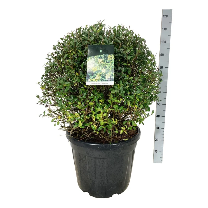 Ligustrum vulg. 'Atrovirens' Klot 70-80 cm C55 (55 liters kruka) EXTRA