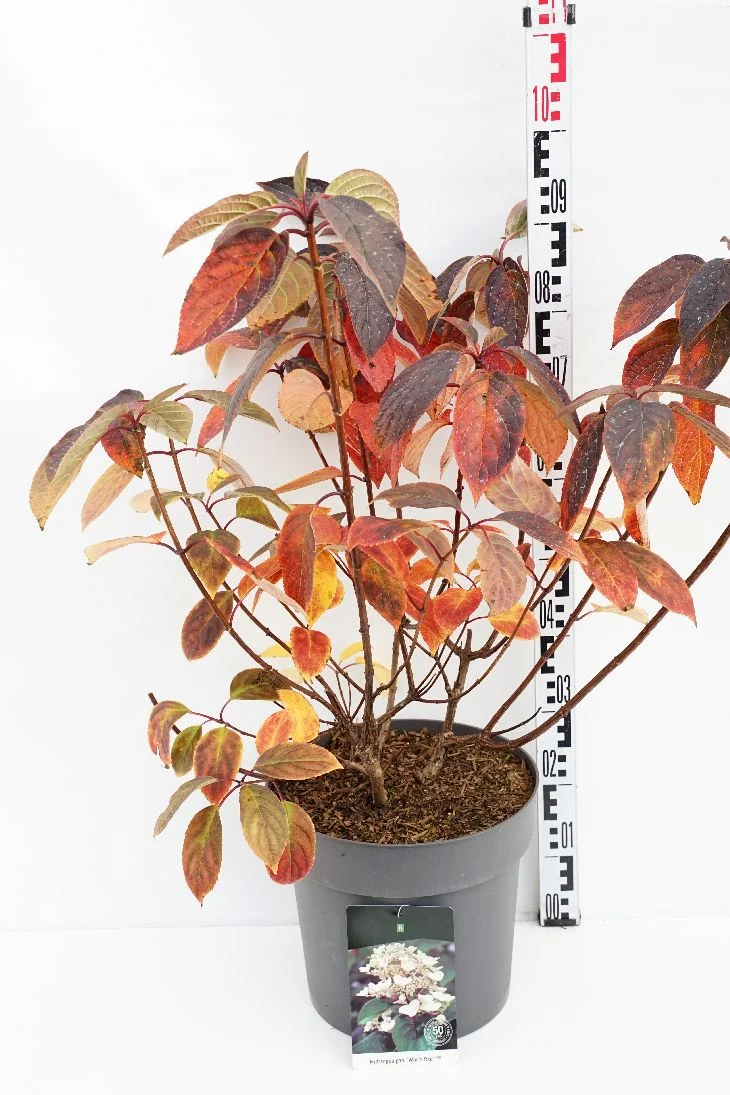 Hydrangea paniculata 'Wim's Red' C15 (15 liters kruka) 60-80 cm