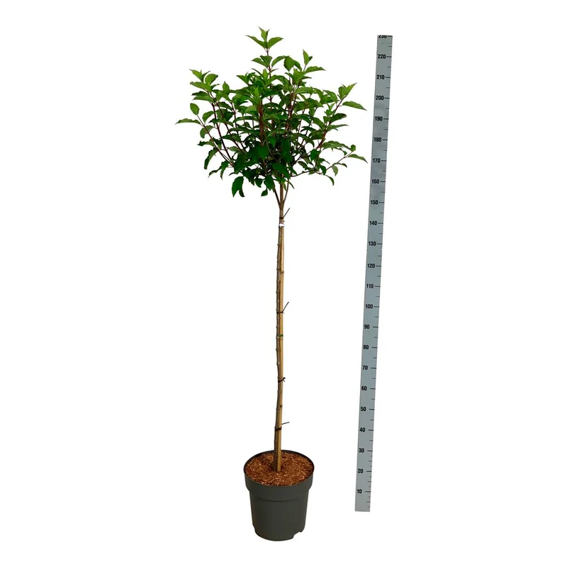 Hydrangea pan. 'Vanille Fraise' stam 120 cm C15 (15 liters kruka)