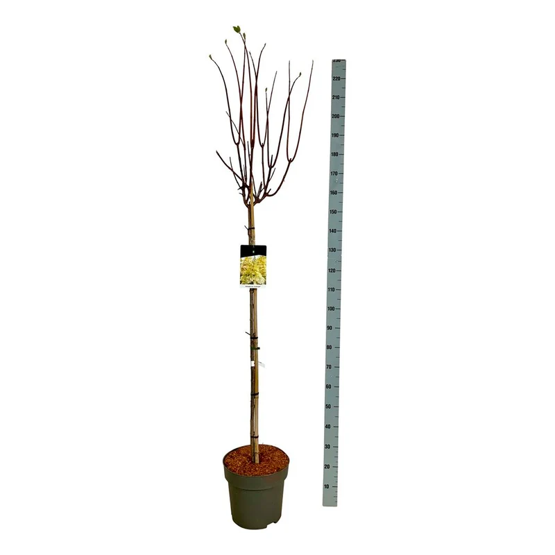 Hydrangea paniculata 'Candlelight' 120 cm stam, C15 (15 liters kruka)