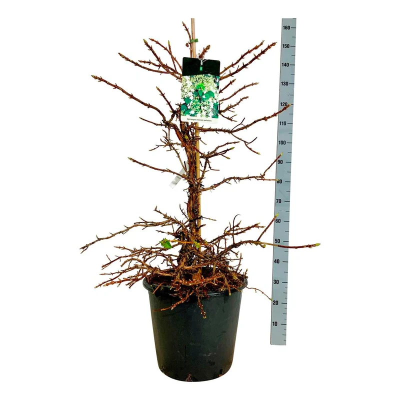 Hydrangea anomala petiolaris C55 (55 liters kruka) 100-125 cm EXTRA