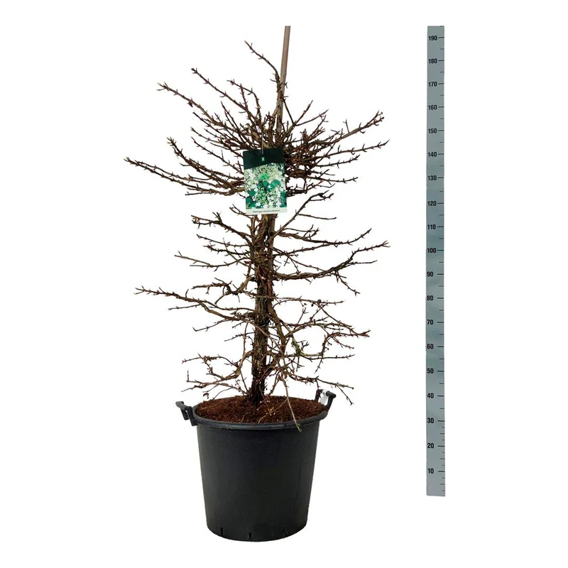 Hydrangea anomala petiolaris C55 (55 liters kruka) 125-150 cm Extra