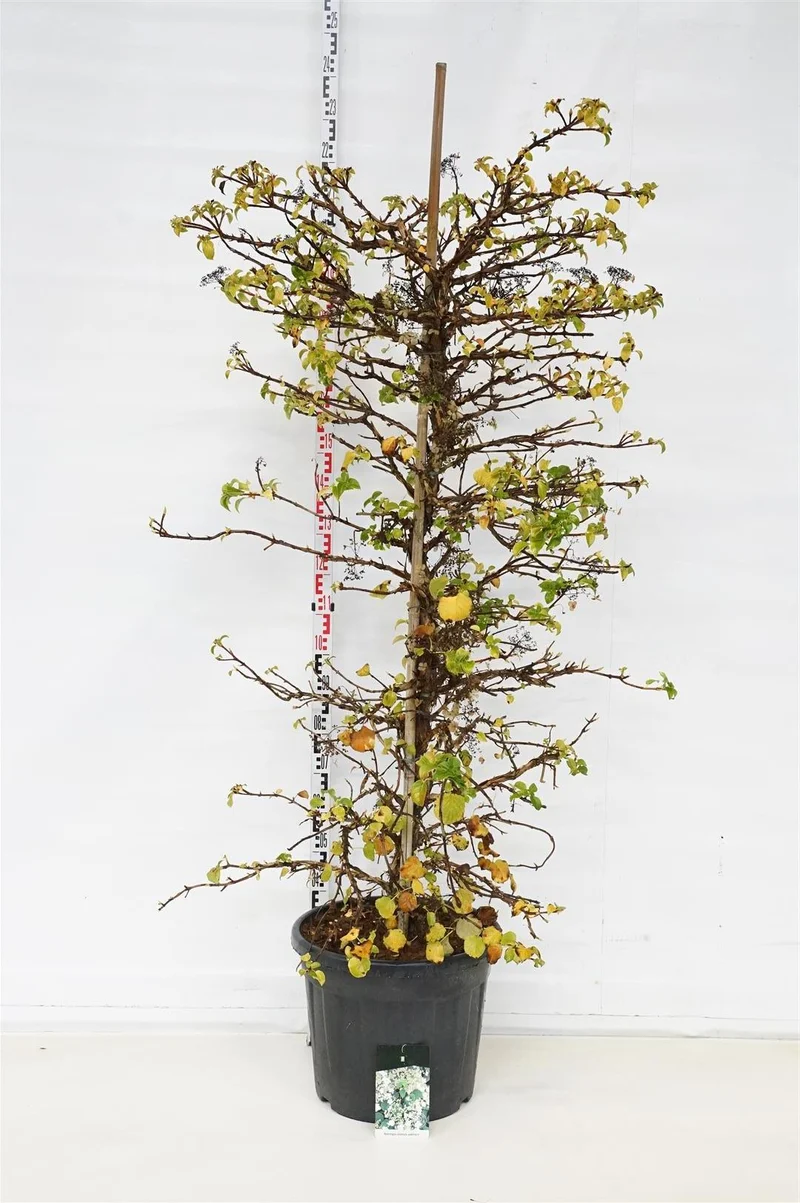 Hydrangea anomala petiolaris 150-175 cm C55 (55 liters kruka) Extra