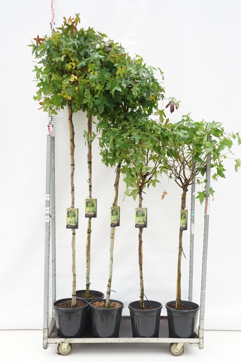 Liquidambar st. 'Gum Ball' Mix på stam
