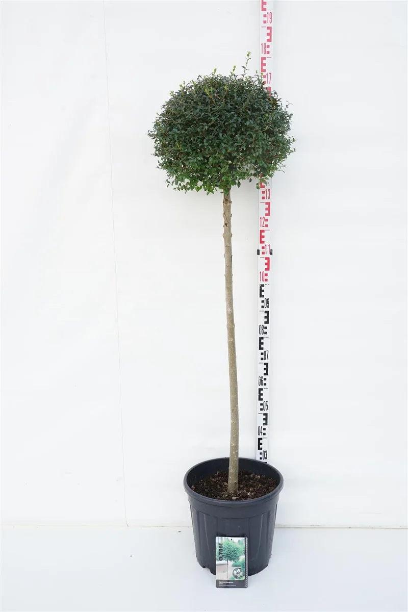 Ligustrum delavayanum på stam 120 cm C25 (25 liters kruka)