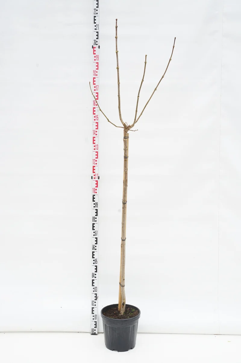 Catalpa bignonioides 'Aurea' - Stam 120 cm - C10 (10 liters kruka)