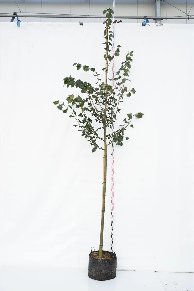 Tilia cordata 'Greenspire' högstam 12-14 cm C30 (30 liters kruka)