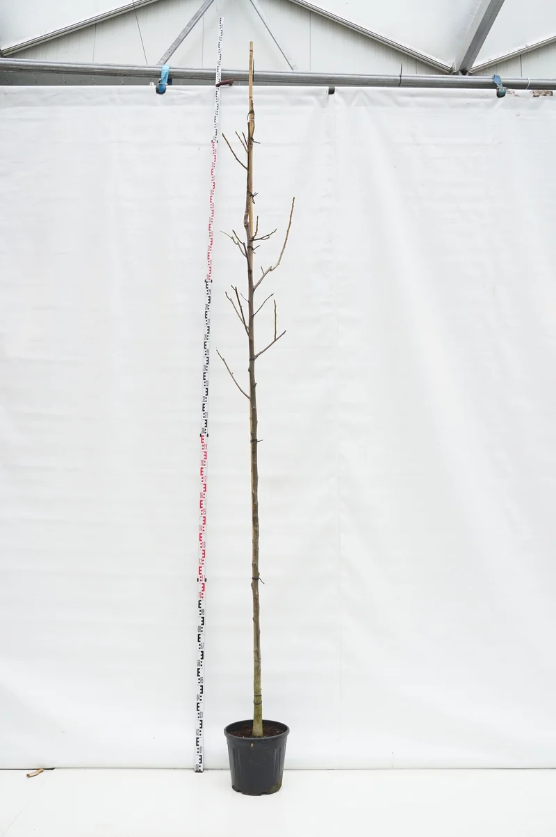 Juglans regia 10-12 cm stam, C30 (30 liters kruka)