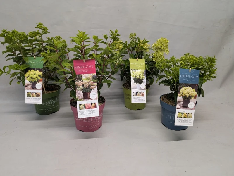 Hydrangea pan. 'Garden Lights'® C2 (2 liters kruka) / 17 cm kruka