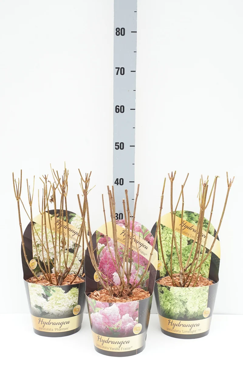 Hydrangea pan. i sorter C2 (2 liters kruka) / 17 cm kruka med kruköverdrag