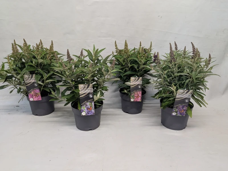 Buddleja d. 'Butterfly Candy Collection'® C2 (2 liters kruka)