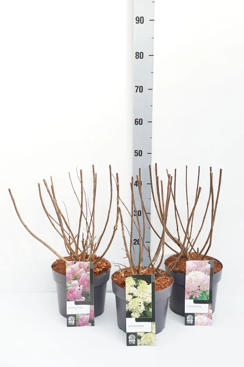 Hydrangea paniculata i sorter, C3 (3 liters kruka) / 19 cm kruka