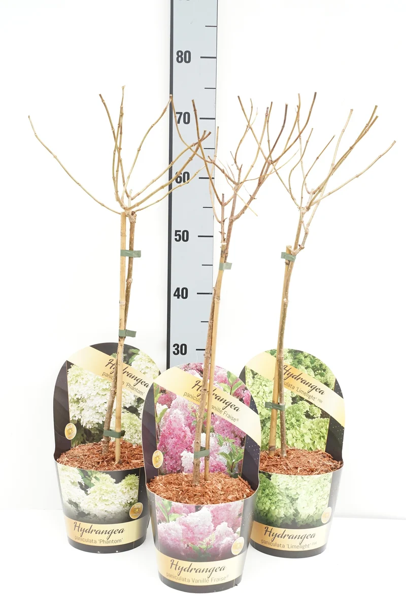 Hydrangea paniculata i sorter på stam 40 cm - C2 (2 liters kruka) / 17 cm kruka med kruköverdrag