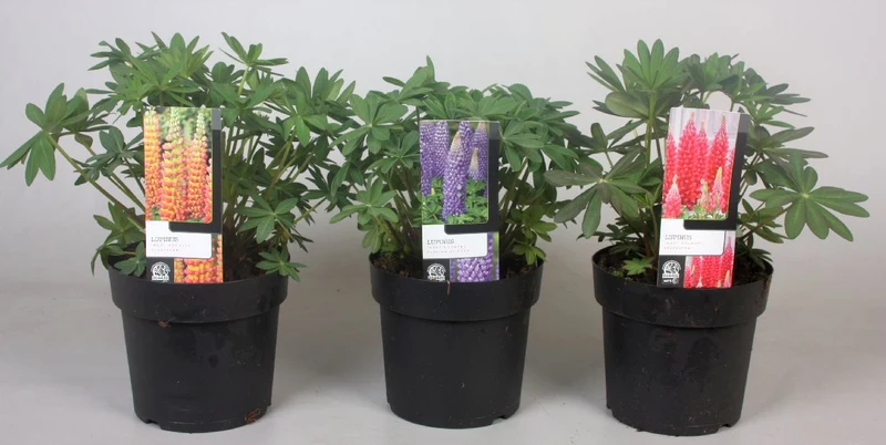Lupinus i sorter C3 (3 liters kruka) / 19 cm kruka