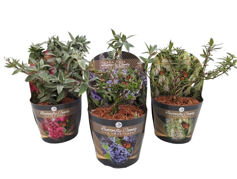 Buddleja d. 'Butterfly Candy Collection'® C2 (2 liters kruka) med ytterkruka