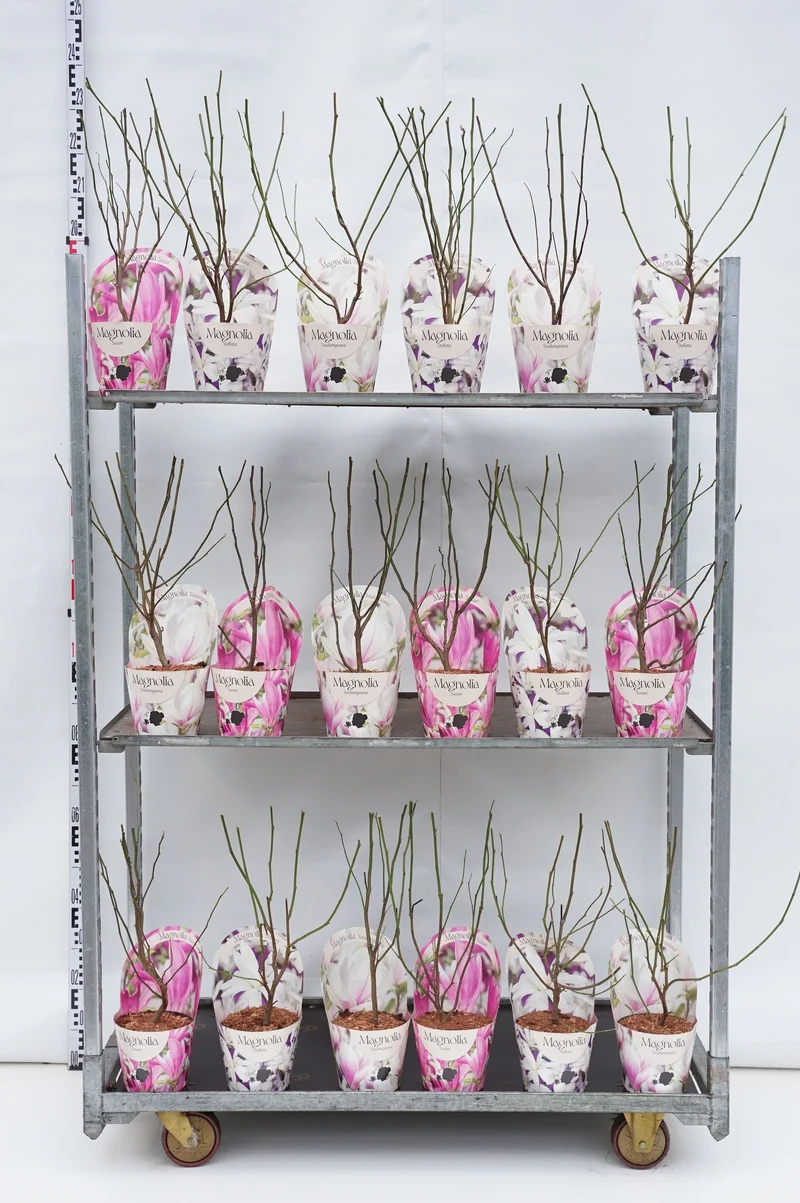 Magnolia i olika sorter – C2 (2 liters kruka / 17 cm kruka) med krukskydd