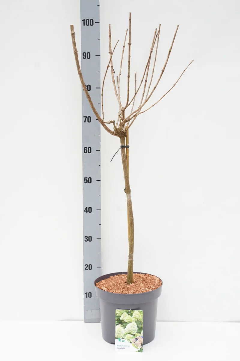 Hydrangea pan. 'Limelight' 50 cm stam C5 (5 liters kruka)